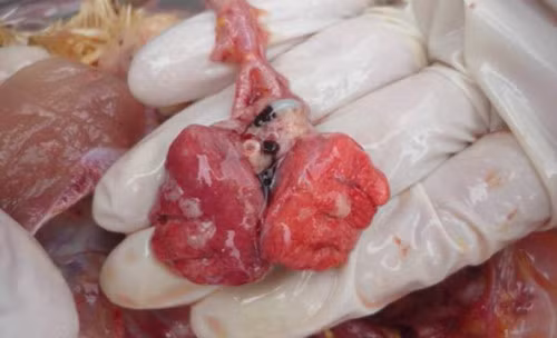 Phổi gà: Bộ phận thuộc hệ hô hấp của gà là nơi chứa đựng rất nhiều các chất độc và các vi khuẩn gây bệnh khác nhau và phổi là một bộ phận như vậy. Sau khi giết mổ, phổi gà vẫn bám vào và vẫn là nơi cư trú của các loại vi khuẩn gây bệnh. Dù có luộc chính thì vi khuẩn ấy cũng khó chết được. Vậy nên đừng ăn phổi gà nếu không muốn rước bệnh vào người nhé.