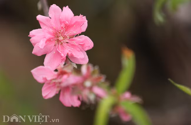 Các vườn trồng đào rừng, đào thế bắt đầu được phát giá từ 5 đến 10 triệu đồng/cây bao gồm cả cho thuê lẫn bán.