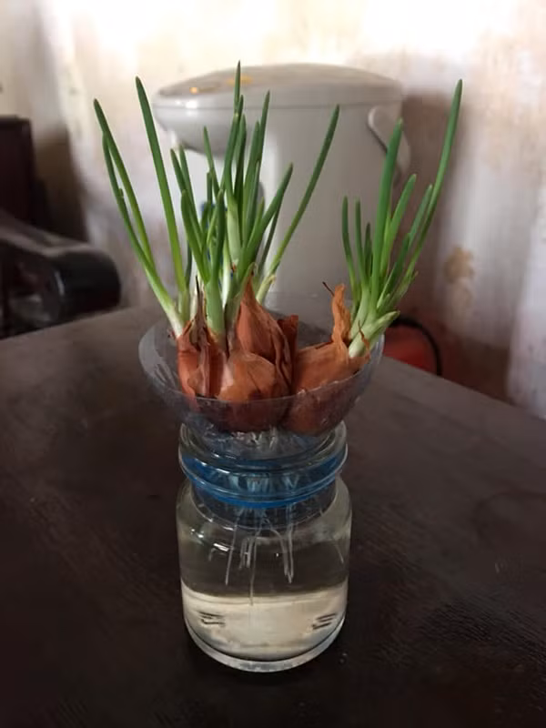 Hành mọc mầm không ăn được nhưng để trên bàn trang trí thì hợp lý miễn chê để thay cho cốc hoa thủy tiên.
