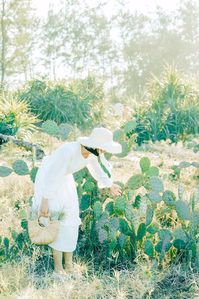 Những cành xương rồng lạ mắt khiến nhiều người tưởng rằng đây không phải ở Việt Nam mà ở Hàn Quốc hay Nhật Bản. Một phần dẫn tới sự nhầm lẫn này cũng vì do màu ảnh vintage của bộ ảnh trên.