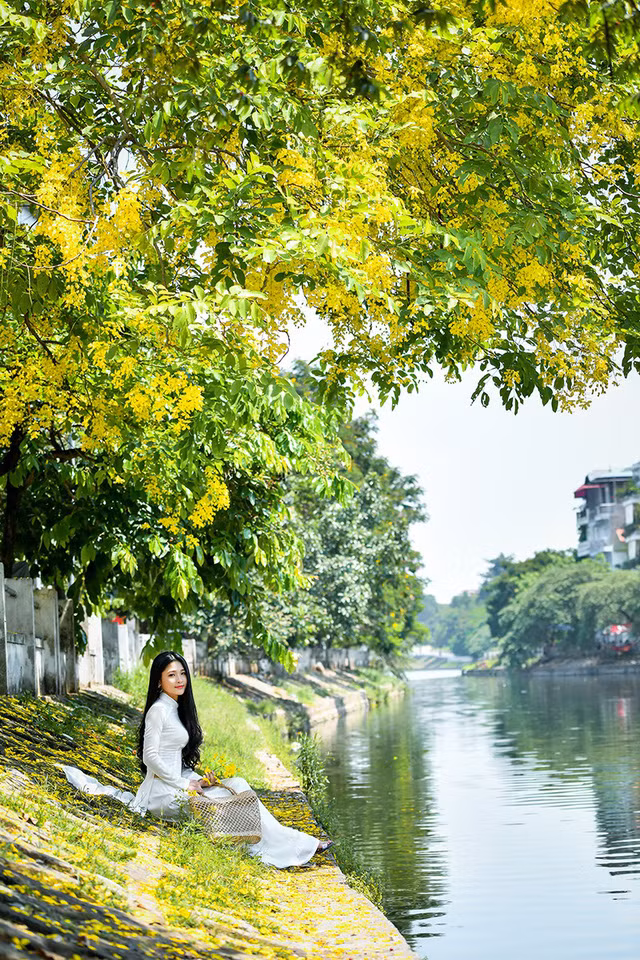Sắc vàng hoa hoàng yến cùng với vẻ đẹp của cô gái xứ Nghệ trong lần ra Hà Nội đã tạo nên một bức ảnh giao thoa giữa cảnh sắc thiên nhiên và nhan sắc con người.