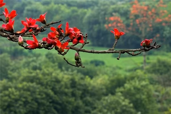 Ảnh sử dụng trong bài: Viettravel/ Toidi.net.