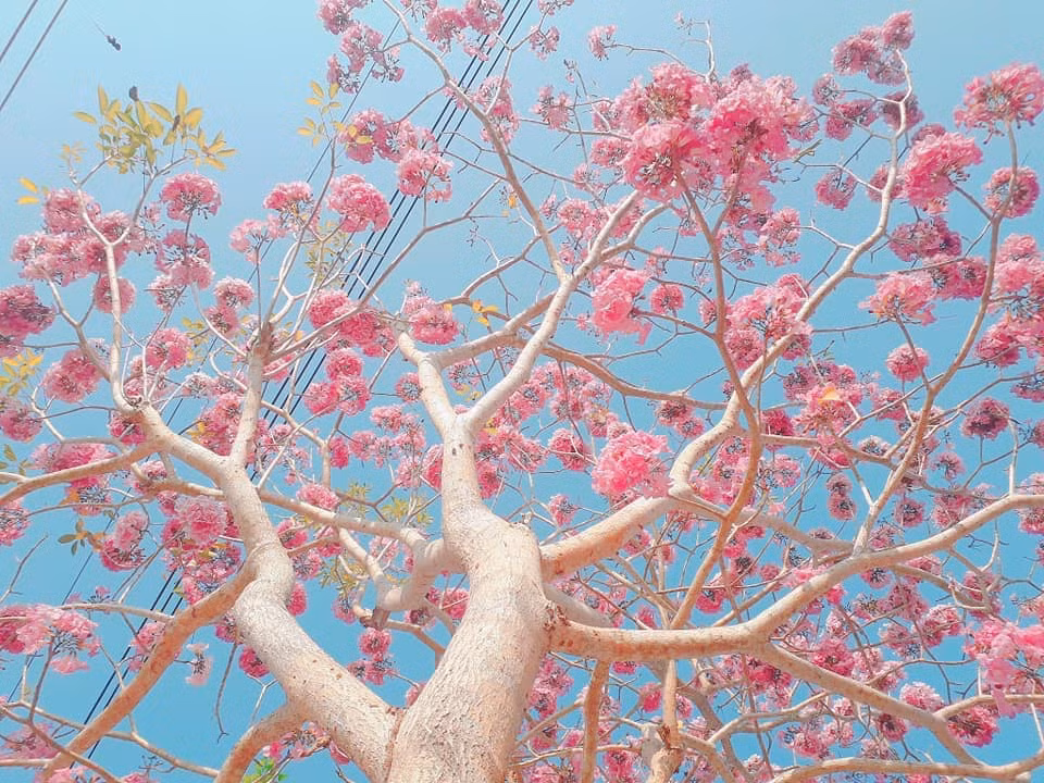 Rất nhiều người, trong đó chủ yếu là bạn trẻ đến ngắm nhìn, chụp ảnh với hoa kèn hồng.