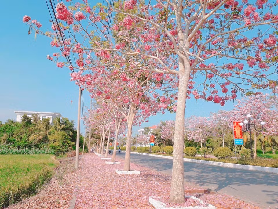 Cây hoa kèn hồng gần giống hình chuông, mọc thành chùm 4-7 bông.
