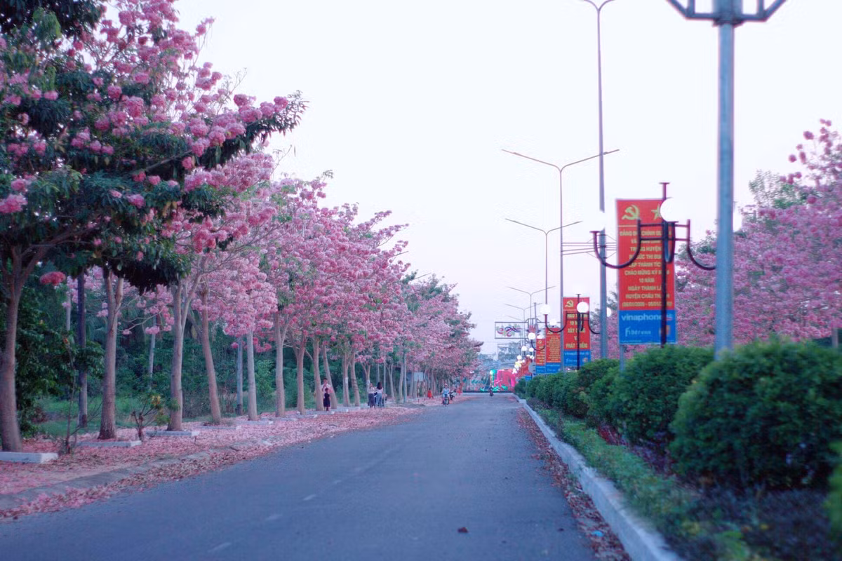 Hoa kèn hồng rơi dưới hàng cây tạo nên khung cảnh cực kì đẹp cho du khách khi tới Sóc Trăng dịp này.