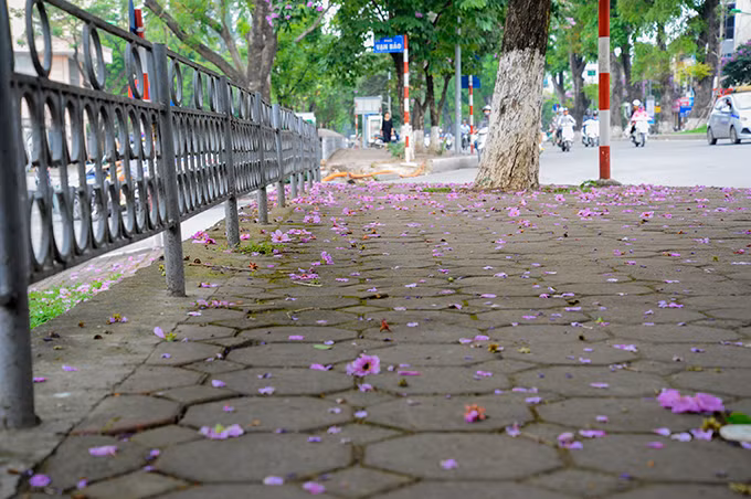 Hoa bằng lăng nở nhanh và rụng cũng rất nhanh. Vì thế, bạn chỉ có thể nhìn thấy hoa trong một thời gian ngắn.