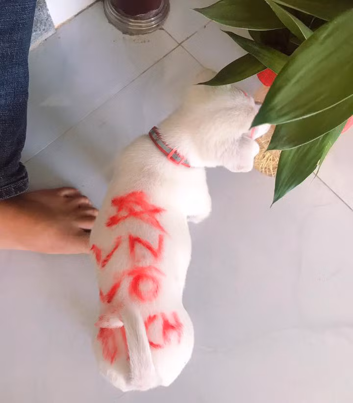 Chỉ cần 1 thỏi son thôi là đủ ra đường ăn mừng chiến thắng rồi, cần gì phải cờ quạt.