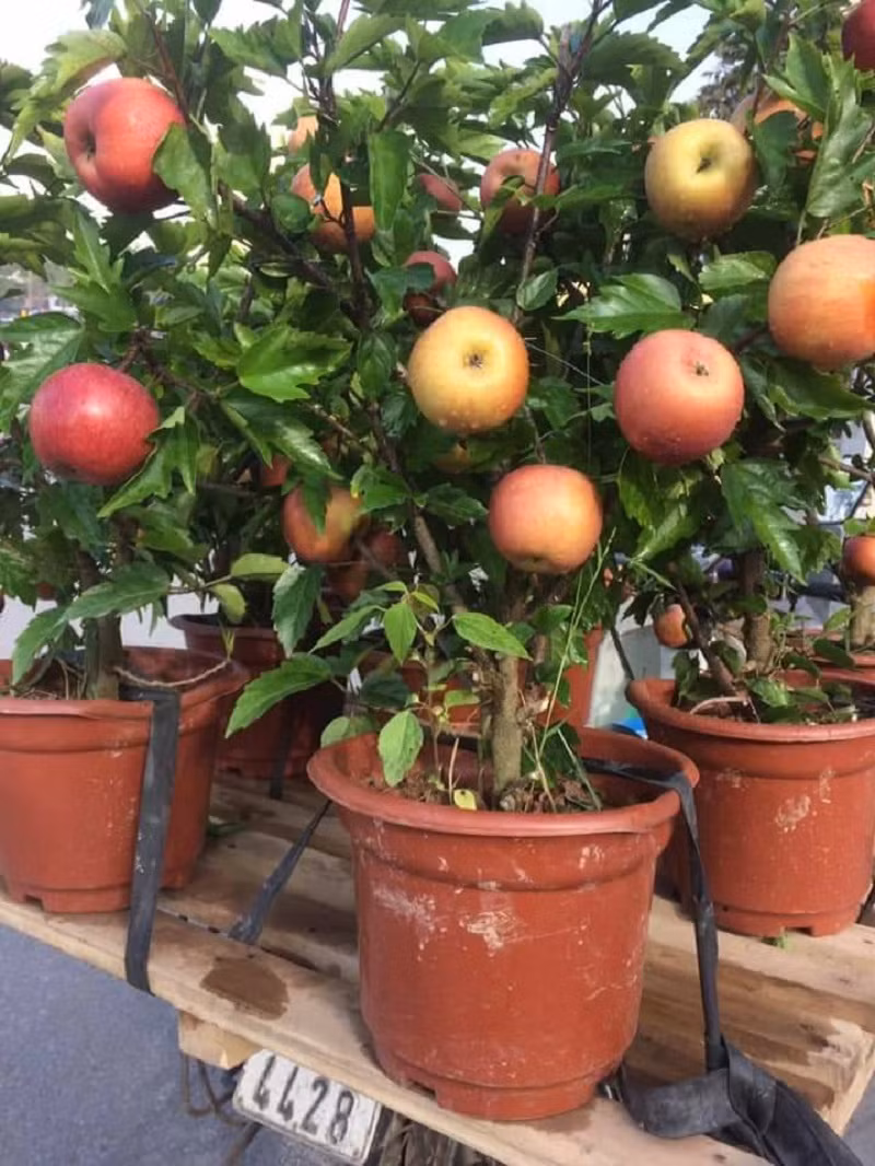 Tuy nhiên, rất nhiều cây táo bonsai được thương lái không có tâm gắn quả một đằng cây một nẻo bán cho người tiêu dùng.