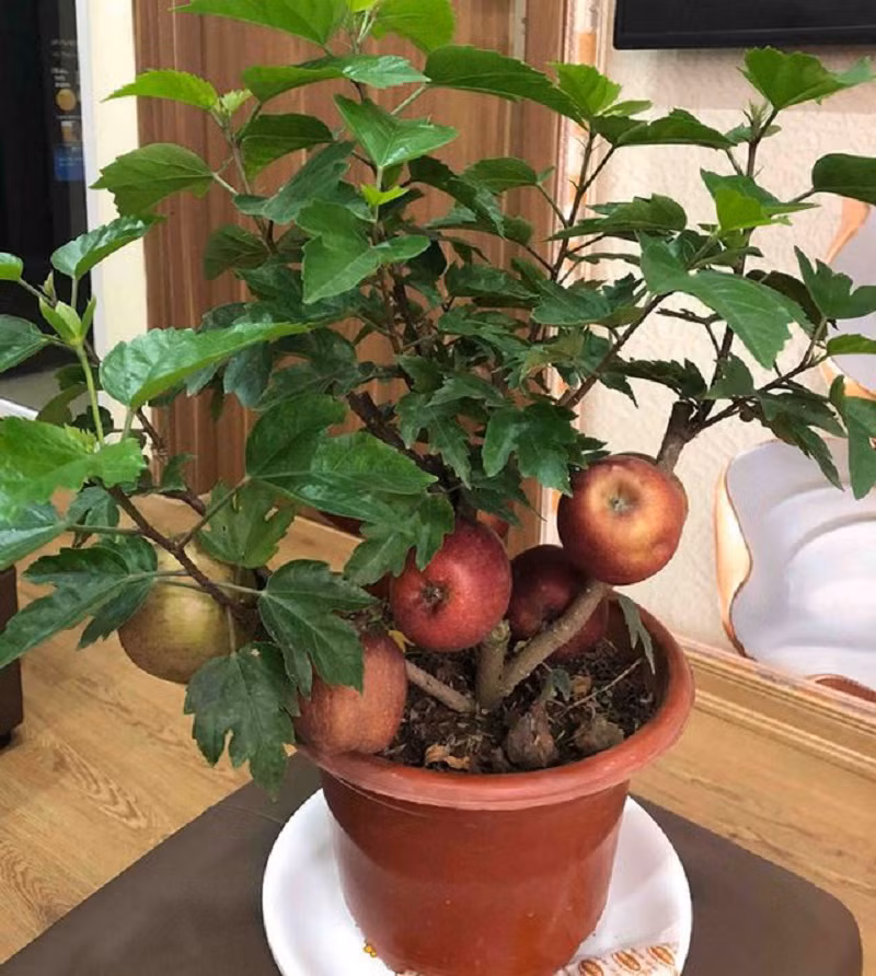 Không khó để tìm mua những cây táo bonsai này trên các tuyến phố ở Hà Nội như Nguyễn Trãi, Nguyễn Chí Thanh, Trần Duy Hưng, Nguyễn Xiển, Kim Ngưu.