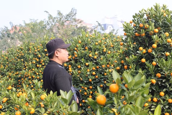 Làng quất Quảng Bá được biết đến là nơi trồng quất nổi tiếng Hà Thành. Làng quất Quảng Bá nằm cạnh vườn đào Nhật Tân vì thế mà bạn có thể “một công đôi việc” vừa chọn mua đào lại có thể chọn mua quất.