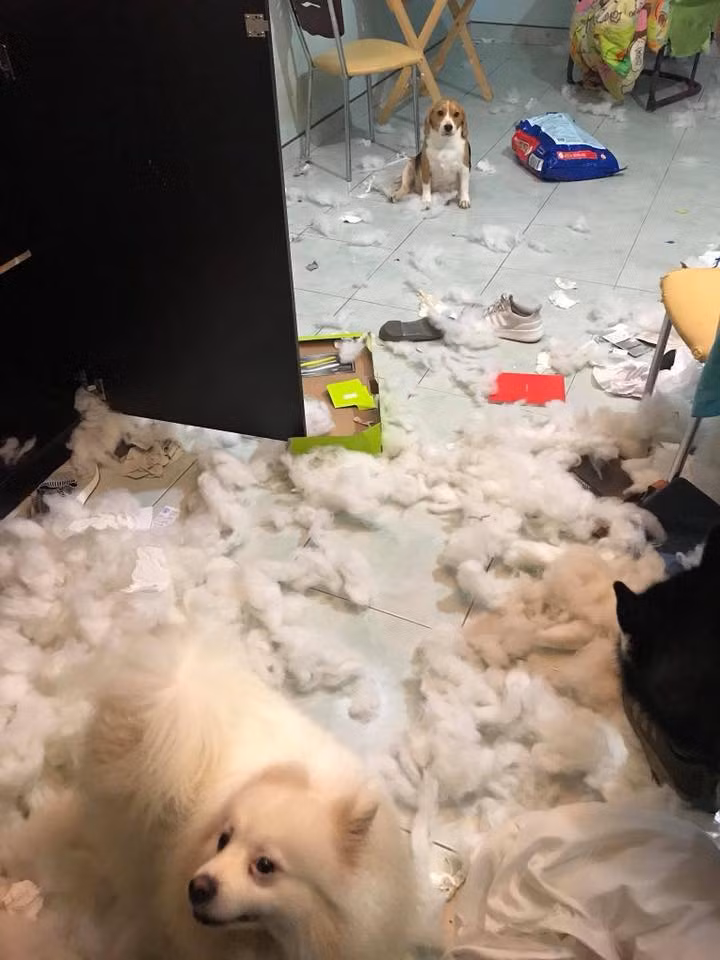 Còn nickname Hà Quân chia sẻ: "nhà có 1 đàn ngáo (Husky) + 1 ngáo con với 1 bạn beagle thì thôi xong rồi. Mình là một minh chứng, bọn nó mà xổng ra thì thôi xác định là hôm đó về chỉ biết nuốt nước mắt mà dọn phòng".