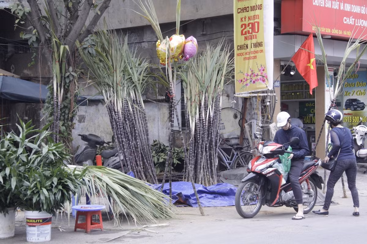 Dù mới là chiều 30 nhưng nhiều người đã tranh thủ mua mía lộc về bày bàn thờ.