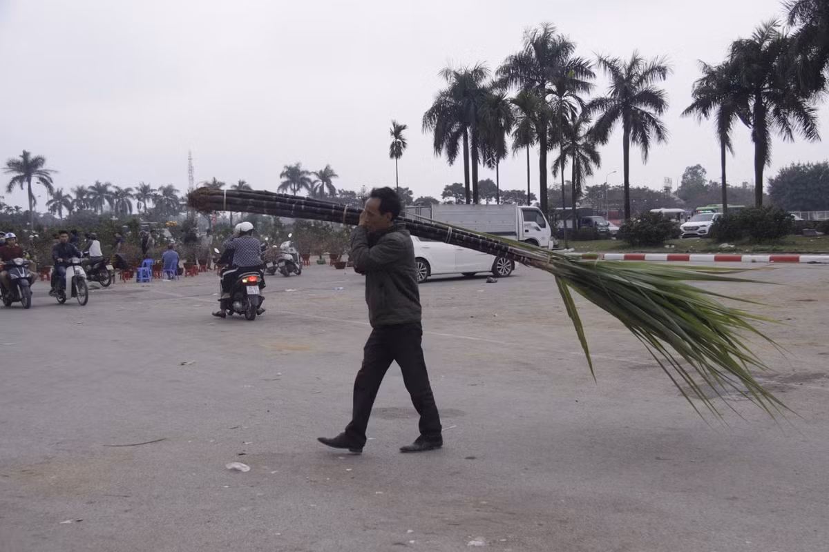 Chiều 30 Tết trên các con phố ở Hà Nội những bó mía to đã được một số tiểu thương chuyển về để bán cho người dân trong đêm Giao thừa.