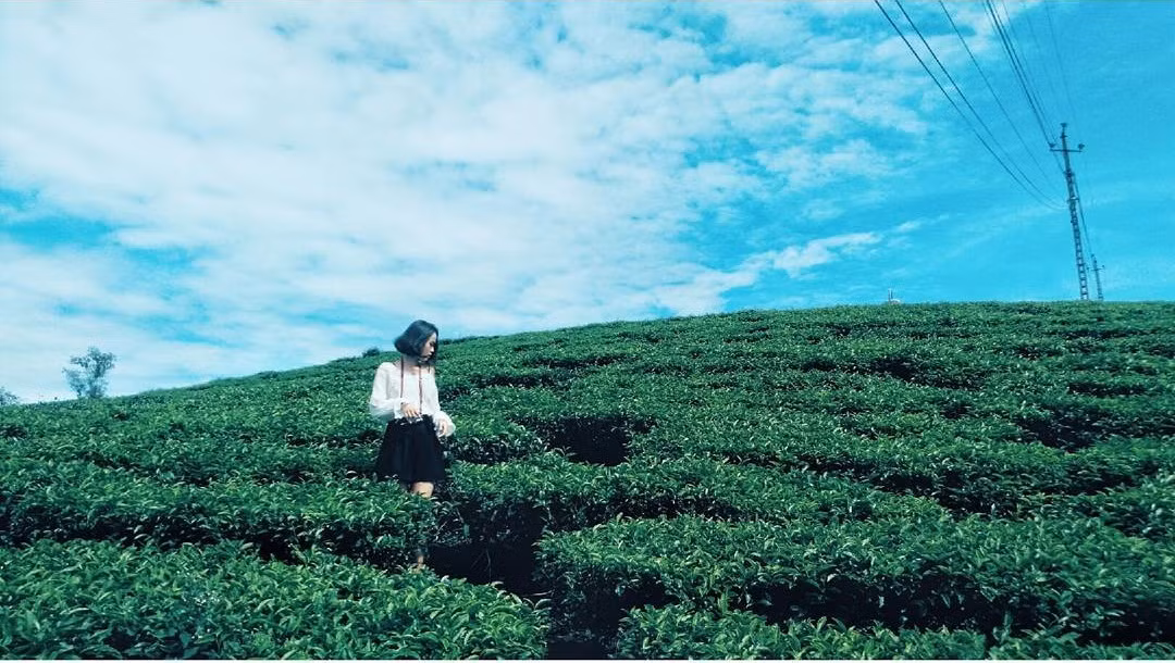 Để đi vào đồi chè phố Núi Gia Lai, các bạn phải chạy theo con đường nhỏ, hai bên đường hàng thông lá kim phủ kín. Với màu nâu của thân cây thông, bạn sẽ cảm nhận được sự vĩnh cửu của thiên nhiên nơi đây, bởi nó vẫn luôn tồn tại bền bỉ qua bao mùa chè, qua bao năm tháng.
