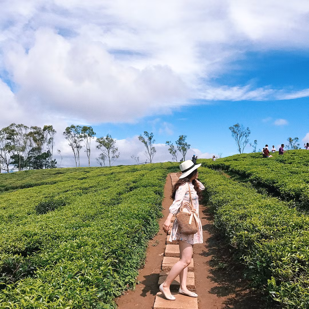  Đồi chè Gia Lai nằm trên bờ Bắc Biển Hồ, gọi là Biển Hồ chè bởi đó là sự kết hợp giữa hồ nước thủy lợi và nương chè bạt ngàn. Đây là địa điểm nằm cách thành phố Pleiku khoảng 13 km, nằm trên địa phận huyện Chư Pah và được hình thành từ khi người Pháp ở Gia Lai những năm 20 thế kỷ trước.