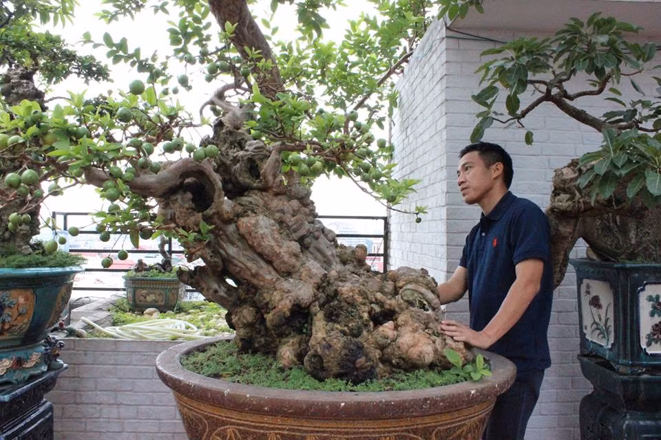 Trước mắt chúng tôi là một cây ổi quý có đường kính khoảng 60cm, chiều cao của cây khoảng 1,5m, thân cây cao khoảng 1m, với dáng thế “Bạt phong”. Toàn thân nổi lên các nốt sần xù, u, biếu, hốc hác… trông rất cổ kính, đẹp đến ngỡ ngàng. Cây ổi này được trồng trong một cái cậu khá to, kê cao. Trên các cành nhỏ lá vẫn xanh tốt và điểm thêm hàng chục quả ổi xanh, ương, vàng, chín có cả. Cành thì đang đơm nụ, nở hoa, cành thì quả ra chi chít, có quả thì bằng đầu ngón tay út, quả bằng quả nho, quả bằng quả cà pháo, có quả thì bằng cái chén hạt mịt… trông rất đẹp mắt.