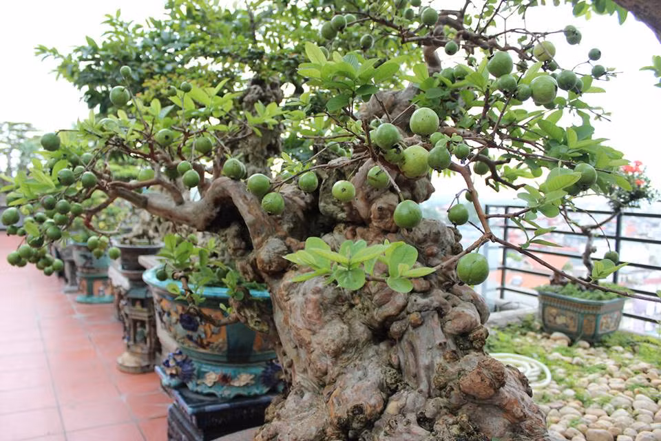 Ông Thọ cho biết, dựa vào kinh nghiệm chơi cây, ông và nhiều người chơi cây khác đều nhận định, cây ổi này có tuổi đời khoảng 300 năm tuổi. Theo ông thọ, sở dĩ nhiều người nhận định như vậy, bởi nhìn vào những nốt sần, lớp vở, những u xoắn trên cây ổi này, thì nó phải có tuổi đời hơn 300 năm, vì chỉ có những cây ổi có tuổi thọ lớn như vậy thì mới có thể tạo thành những nốt u sần, mắt xoắm, hốc hác như vậy được.