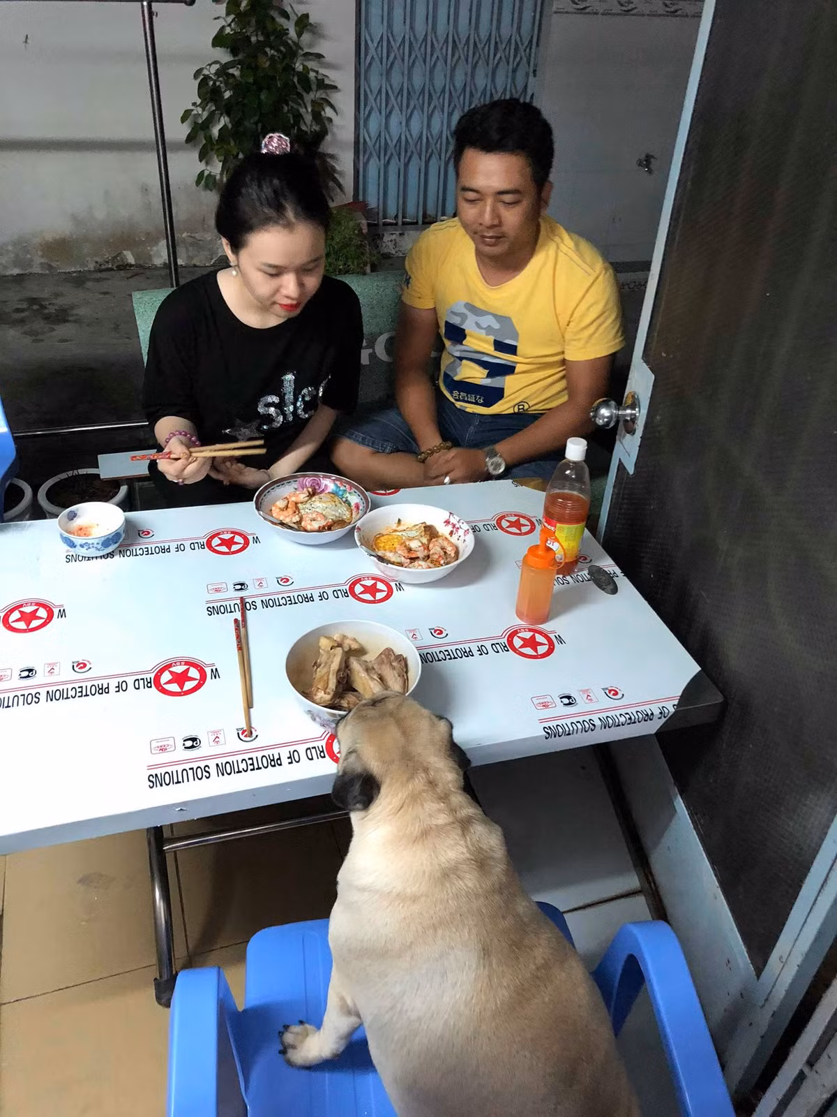Có rất nhiều chú chó may mắn khi được chủ chăm bẵm từng li từng tí, từ bữa ăn đến giấc ngủ, từ những lần ốm đau đến cả khi đi vệ sinh. Khi mua về chỉ khoảng 800g, sau hơn 1 năm đã cán mốc 20kg.