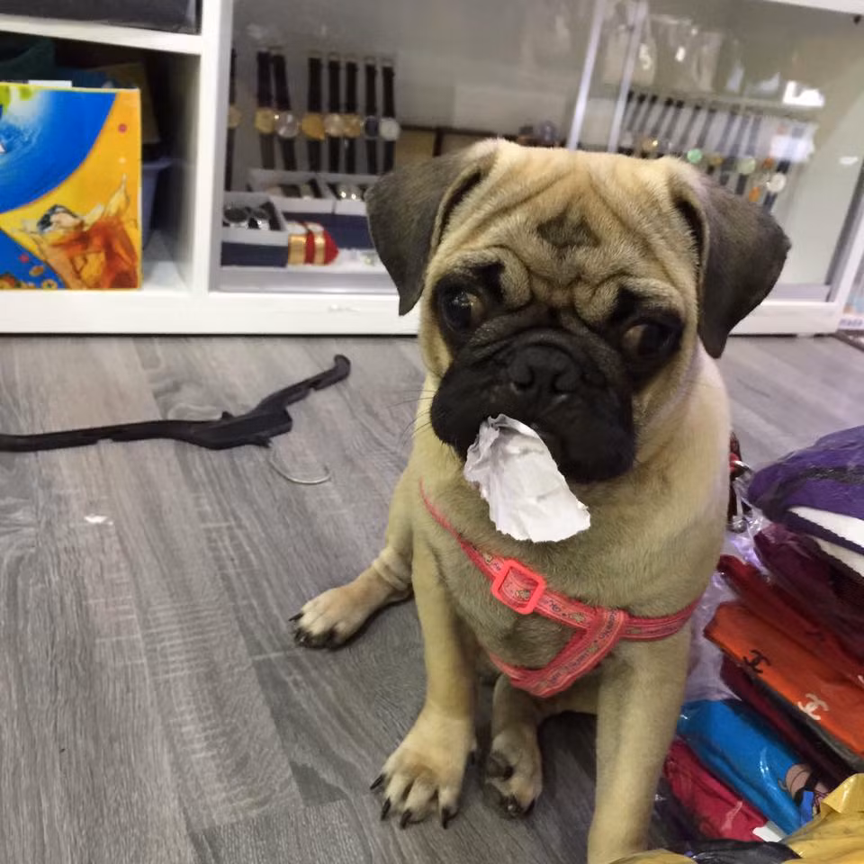 Khẩu phần của Trum mỗi ngày là hạt cho chó pug, thức ăn royal canin, vitamin, các loại thuốc bổ chắc xương… Nếu hôm đó gia chủ nấu cơm, Chú chó này sẽ được một suất như người, có bát và phần thức ăn riêng. Những ngày bận, không nấu cơm, phần ăn của nó sẽ quy đổi thành 10 quả trứng lộn hoặc 5 cái cổ gà. Và tất nhiên, chú chó pug này sẽ ngấu nghiến ăn không để sót thứ gì.