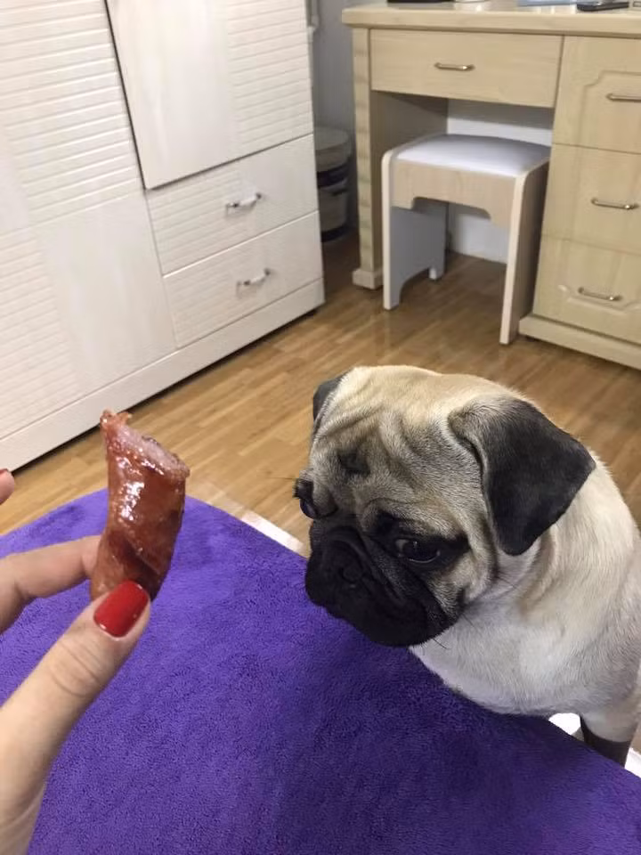 Khi bị la mắng, chú chó này sẽ ngay lập tức sà vào lòng chủ, mặt hối lỗi. "Khi nhìn thấy khuôn mặt chảy xệ của Trum, ai cũng bật cười và dễ dàng bỏ qua mọi thứ" - cô chủ Kim Khánh chia sẻ.