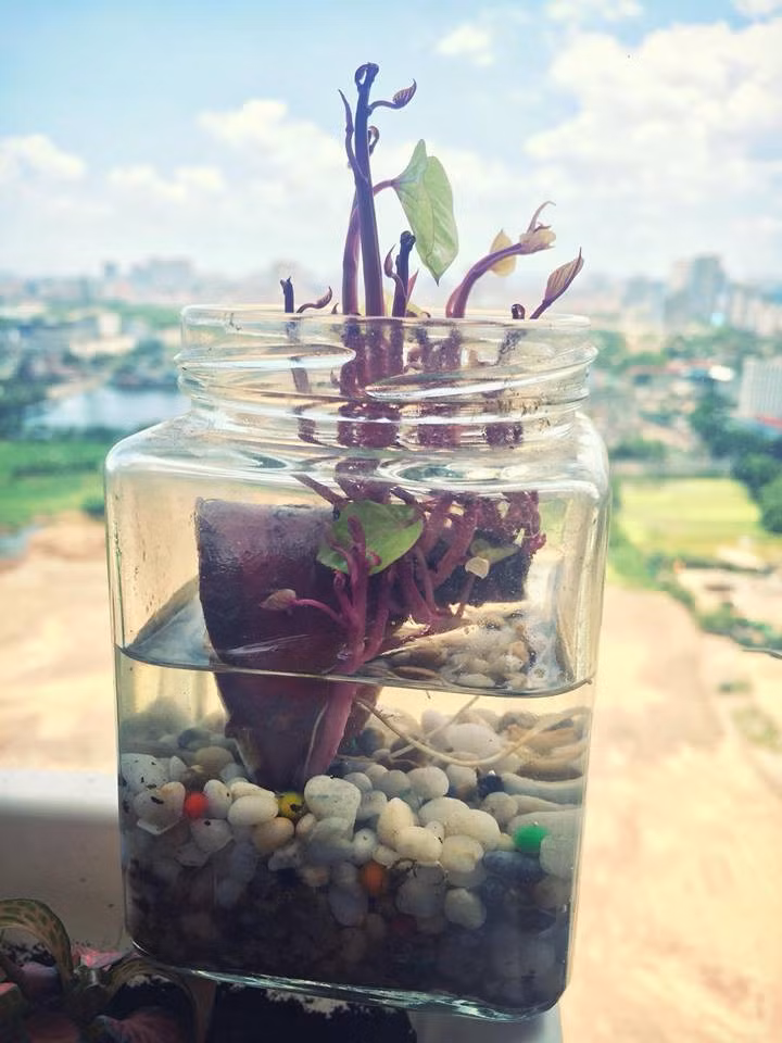 Từ trước đến nay, dân tình vẫn luôn nghĩ rằng chỉ có những loại cây nhất định như sen đá, cẩm nhung hay xương rồng trồng trong chiếc chậu nho nhỏ xinh xinh để trang trí cho bàn làm việc, bàn học.