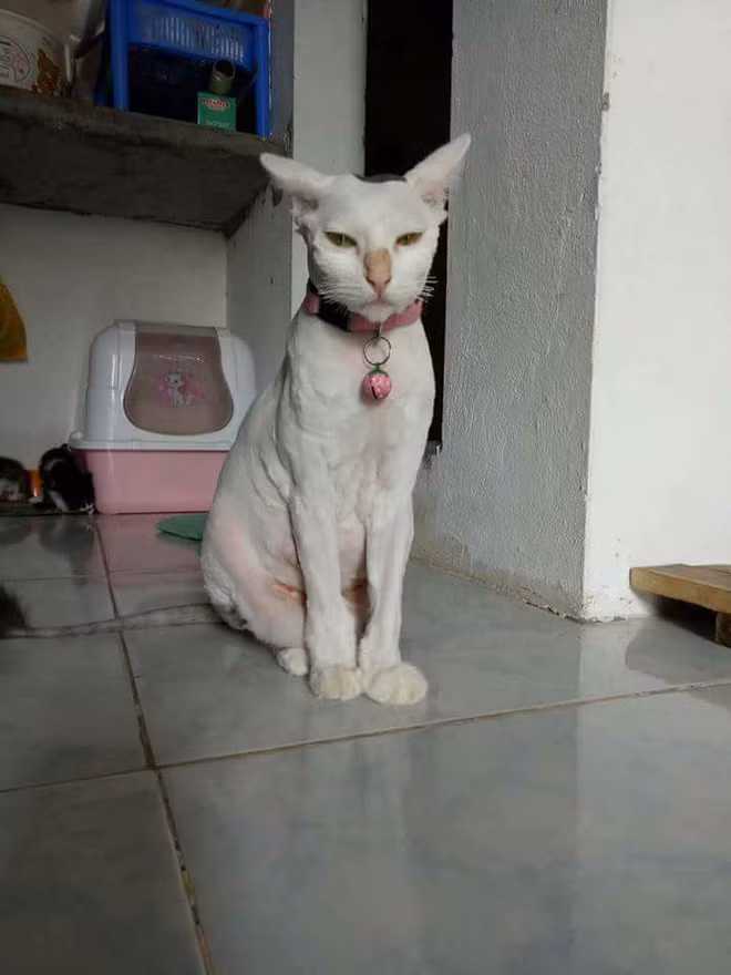 Trước Tết những tín đồ yêu thú cưng đã phải chờ đợi hàng giờ tại các cửa hàng chăm sóc để làm đẹp cho những chú chó, chú mèo của mình. Tuy nhiên, sau 3 ngày Tết được tận hưởng bộ lông đẹp thì các vật nuôi đáng yêu này lại bị chủ nhân của mình "vật" ra với ý tưởng tự tỉa lông.