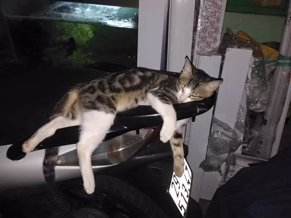 "Mỗi lần ba em xuống dưới phòng khách là ba em đều "Beo, đi xuống nè" là cho dù nó đang ngủ cũng dậy chạy theo. Vì mỗi khi nó không thấy ba là nó la làng đi kiếm dữ lắm. Ba mẹ em đi công tác là nó buồn hiu, không chịu ăn gì, phải gọi điện thoại cho nó thấy mặt ông ngoại nó mới đỡ buồn", Phương Nghi chia sẻ trong câu chuyện bố yêu mèo hơn con của mình.
