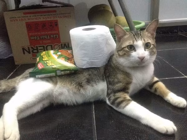 Phương Nghi kể: "Hai ông cháu tình cảm lắm, lúc nào cũng quấn quýt nhau hết. Đặc biệt cái trò ngồi kế bên ba em lúc ba em ăn là không ai dạy, nó tự động trèo lên ngồi kế bên, mà mỗi tội nó béo quá nên ngồi bị cấn, mỗi lần nó leo lên ba em phải xích qua cho nó ngồi".
