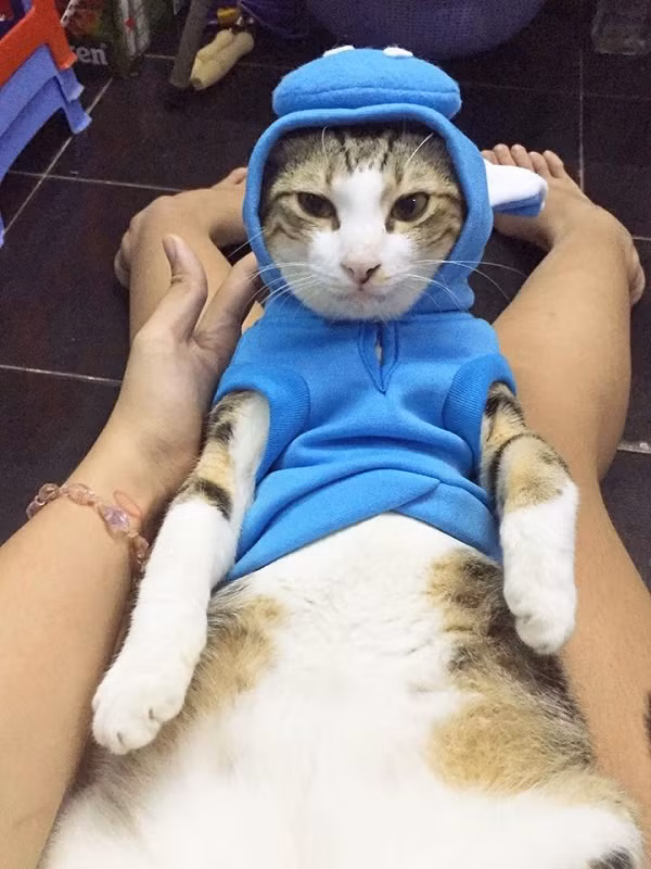 Hiện gia đình Phương Nghi nuôi 3 chú chó, 3 chú mèo và vẫn có ý định nuôi thêm nữa. Cô bạn 9X này đã cưu mang 15 chú mèo cơ nhỡ, thành công trong việc đi tìm chủ tốt cho rất nhiều chú mèo.