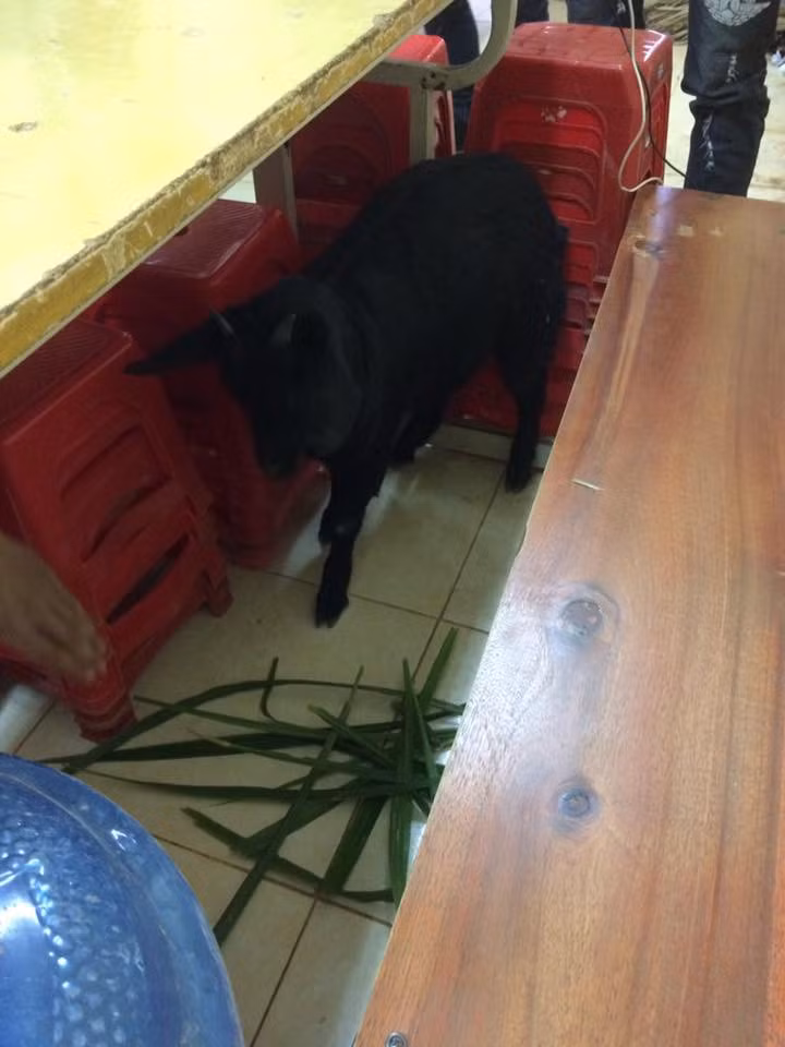 Bức ảnh mang dê tới lớp trong đợt thi học kỳ được một thành viên đăng tải trên mạng xã hội kèm theo dòng trạng thái: "Hôm nay, trường tớ kiểm tra học kì. Thằng bạn lớp (nhà nó mở quán dê núi) dắt dê lên lớp để thu hút sự chú ý của giáo viên coi thi. Và đời không như mơ, cô bước vào lớp và bắt lùa dê ra ngoài".