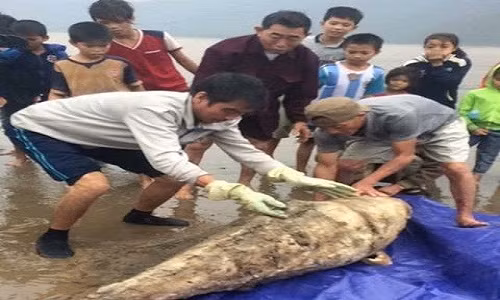 Xác cá voi trôi dạt vào bờ biển xã Kỳ Hà. Ảnh: Cắt từ clip.
