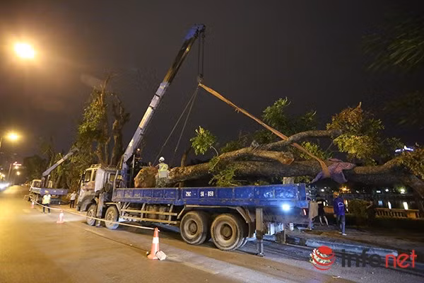 Được biết, số cây này sẽ được trồng tại vườn ươm Văn Giang (Hưng Yên) sau đó tái sử dụng tại một số tuyến đường lớn hoặc đại lộ của Hà Nội.
