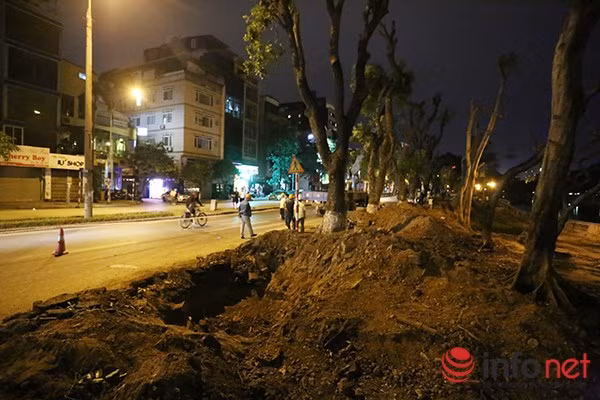 Như vậy, sau thời gian dài nghiên cứu và triển khai thực hiện, những cây cổ thụ đầu tiên trên đường Kim Mã đã được đưa về vườn mới để trả lại mặt bằng cho công trình đường sắt đô thị.