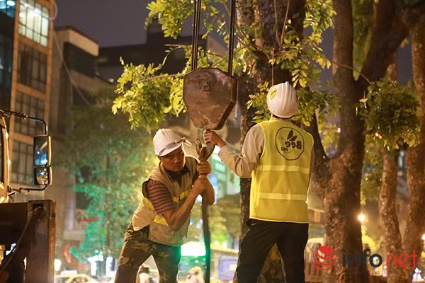 Một công nhân làm việc tại đây cho biết, một số cây đã được đào gốc phải khẩn trương di dời trước khi bão về, tránh làm đổ cây.