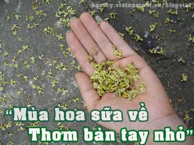 Mùi hoa sữa đã từng bước vào thơ ca khi nhắc đến mùa thu Hà Nội. Hãy tưởng tượng một sáng tinh sương, dạo khắp phố phường để hít hà cái không khí trong lành pha lẫn chút hương hoa sữa thì còn gì bằng. Tuy nhiên, ngày nay hoa sữa là thứ hoa dễ gây mâu thuẫn, dễ chia rẽ tình anh em, sứt mẻ mối quan hệ đôi lứa khi tranh cãi việc hoa sữa thơm hay hắc...