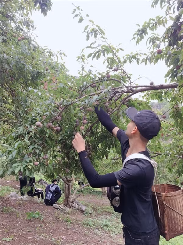 Tháng 4, 5 là tháng của mùa thu hoạch mơ, mận, đào ở Mộc Châu.