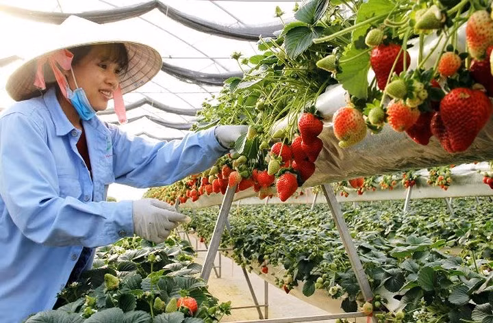 Quả dâu có kích thước lớn hơn nhiều so với giống dâu trồng tại Đà Lạt trước đây.
