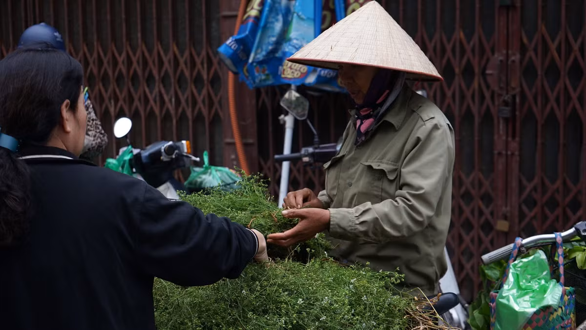 Ngoài ra, tắm nước đun từ hạt hoặc lá mùi có tác dụng làm cho da sạch, chống viêm nhiễm. Lá mùi cũng giúp làm dịu cơn co rút cơ và dùng để chữa trị cảm…