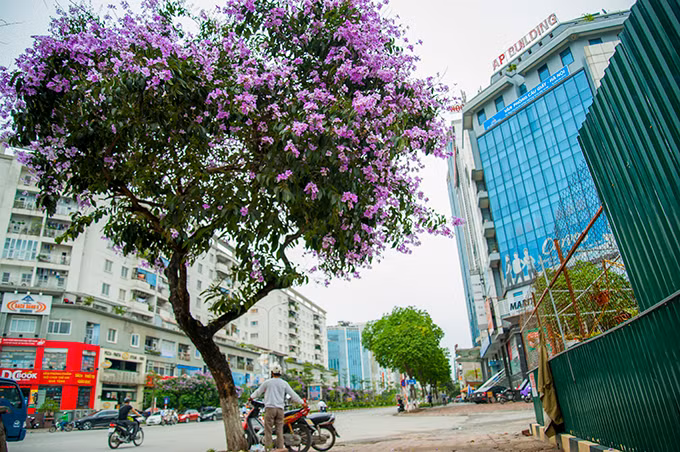 Sắc tím của hoa bằng lăng như tô điểm và làm thơ mộng hơn một góc phố.