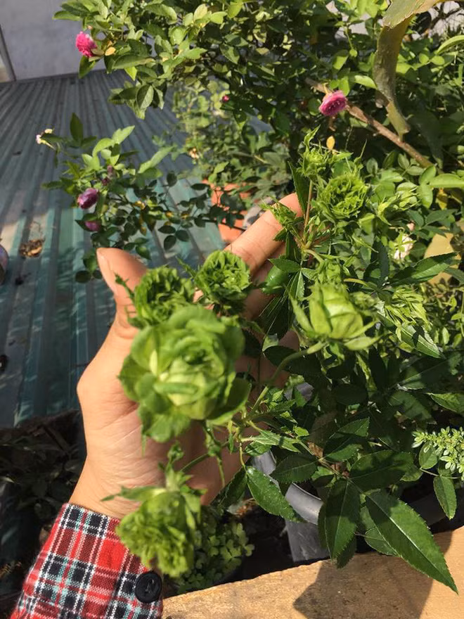 Sau khi những hình ảnh của Thủy Nguyễn đăng tải, nhiều dân mạng "bán tín, bán nghi" về tính chân thực của bộ ảnh cô bạn này đăng tải. Bên cạnh đó một số khác thì lại dành những lời khen dành cho những bông hồng đặc biệt này bởi sự lạ lẫm và sắc đẹp chúng mang lại.