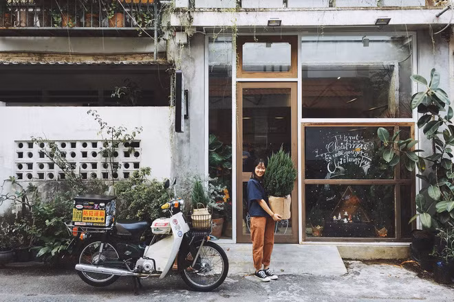 Theo chia sẻ của những bạn trẻ từng chăm sóc cây Sơn Tùng, loài cây này phát triển với tốc độ chậm, lá lại xanh tươi quanh năm nên được nhiều người ưa chuộng vì không chiếm không gian, lại dễ chăm sóc mà không sợ cây dễ chết, héo.