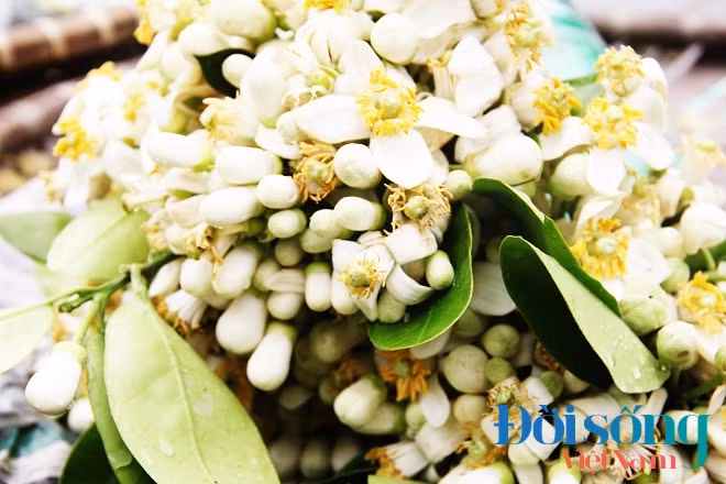 Những ngày này khắp các con phố như: Giảng Võ, Xã Đàn, Tây Sơn, Chùa Bộc…bắt đầu xuất hiện những xe hàng rong chở đầy hoa bưởi như gợi tình quê. Hương bưởi tỏa ra hương thơm thanh khiết khiến nhiều người đi đường tỏ ra thích thú.