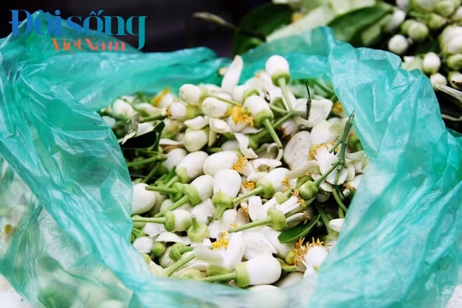 Để mang những gánh hoa bưởi ra phố chị Liên phải dậy từ 3h sáng. Ảnh C.N