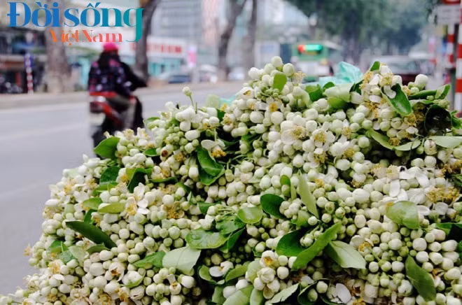 Tuy hoa bưởi nở sớm nhưng những người bán hàng đều kêu than vì lượng khách năm nay không đông, đây là tình trạng chung của những gánh hàng rong chứ không chỉ một người. Ai có duyên bán hàng thì cũng mới bán được 7 -8kg/ngày.