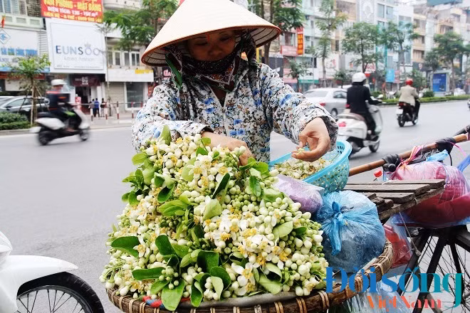 Lượng khách đi mua hoa bưởi năm nay ít hơn so với mọi năm. Ảnh C.N