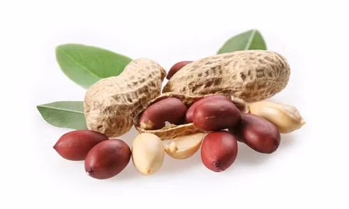 Hạt lạc có khá nhiều công dụng. Hạt lạc có khá nhiều công dụng.