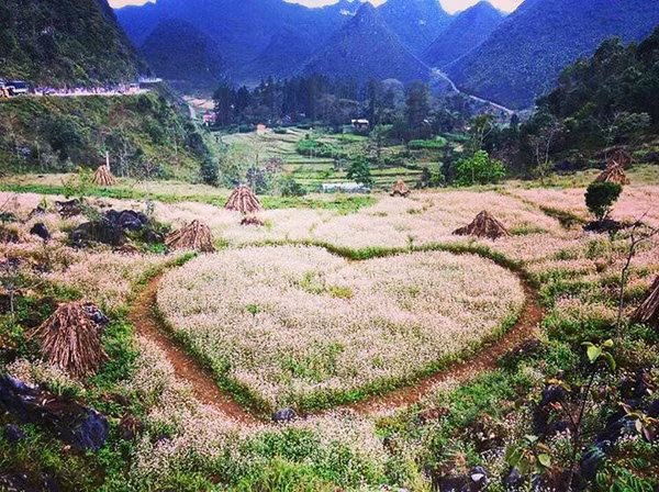 Những cánh đồng hoa tam giác mạch Hà Giang cũng là nét đặc trưng làm xao xuyến biết bao phượt thủ mỗi lần ghé đến. Vùng đất cao nguyên đá như được khoác thêm lớp áo mới mỗi mùa hoa về. (Ảnh: mirandahoang).