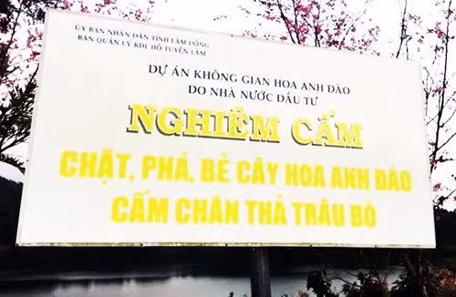 Nu pho GD so cai bay vu be hoa, 