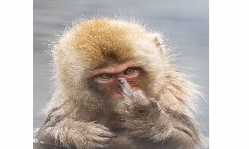 Bị chụp trộm, chú khỉ giơ "ngón tay thối" đáp trả Bi chup trom, chu khi gio