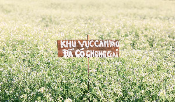 Cùng chung số phận như thung lũng hoa Hồ Tây nói trên là vườn cải trắng tại Đà Lạt. Chủ vườn hoa này tâm sự rằng mặc dù ông đã có rất nhiều biện pháp để bảo vệ nhưng không thể bao quát hết được những vị khách tới thăm quan.